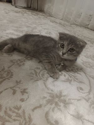 Scottish fold zotli mushuk