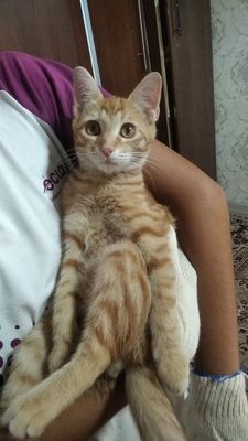 Mushuk sotiladi: ismi Nora ayol mushuk