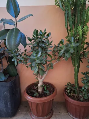 Денежное дерево