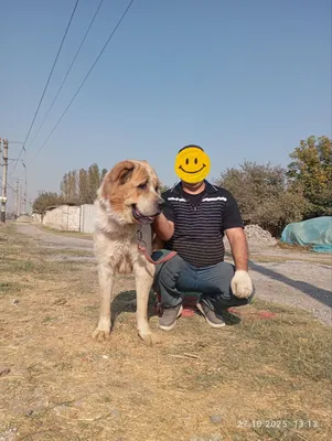 Вязка Алабай кабель