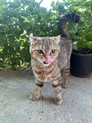 Scotish fold otasi chinchilla