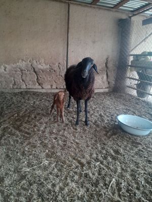 Ona bala qoy sotiladi adres Danllager
