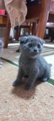 Продаются котята