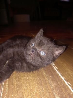 Котенок скоттиш-страйт