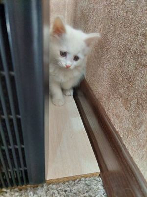 Турецкие ангоры разноглазые