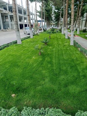 Sifatli mustahkam chiroyli rulonli gazon yotqizish xirmati