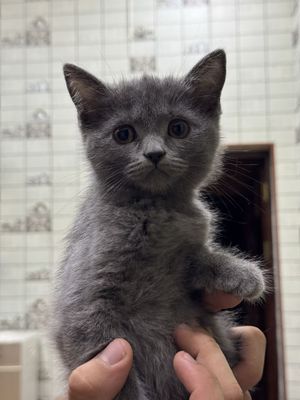 British Shorthair