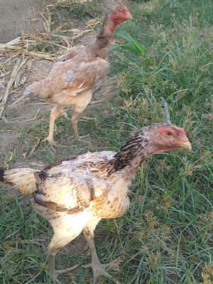 Tavuqla sotiladi