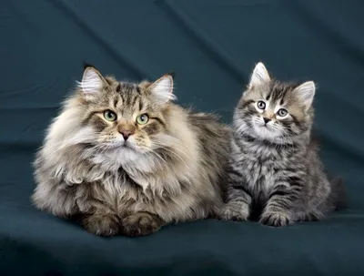 Продажа Сибирская кошка