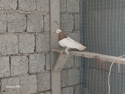 Qopqon nar sotiladi srochna 120 ming petnosi yoʻq