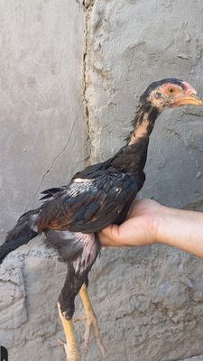Яхши йурули калтели зотладан