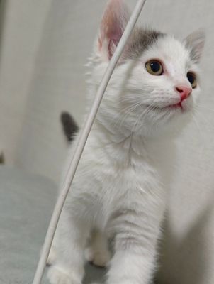 Котёнок 1.5 месяц
