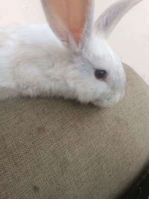 Quyonca velikan Kotta bôladgan Zottor Quyonla