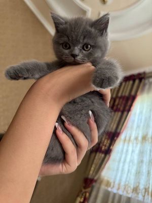 Кот скоттиш страйт/ Skottish strayt mushik