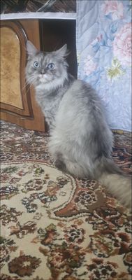 Skotsh strayt erkak mushuk rasa aktif faol mushuk bolalarga beziyon