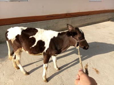 Ona bola gʻunajincha birinchi tugʻishi