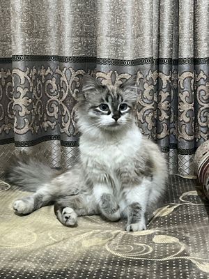 Nevskaya maskaradnaya