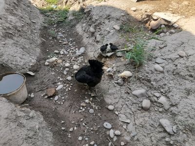 хуроз товук жужалари билан сотилади