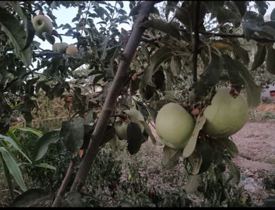 Олма махсулотлари