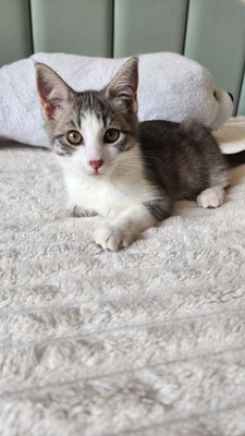 Котёнок мальчик Отдам БЕСПЛАТНО
