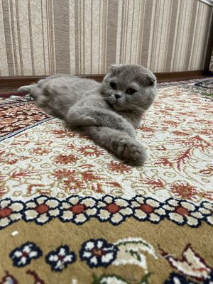 Mushuk sotiladi jinsi qiz
