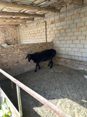 Qochqor sotiladi