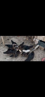 Indiskiy va gibrid ordaklar sotiladi