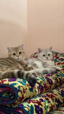 Shinshilla 1 yosh pasporti bor