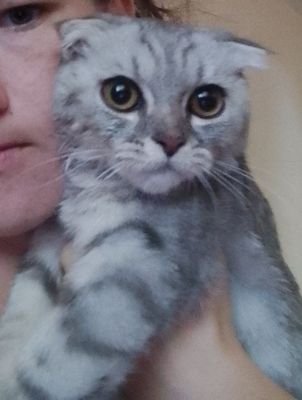 Продоётся котёнок