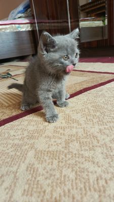 British Shorthair mushukcha