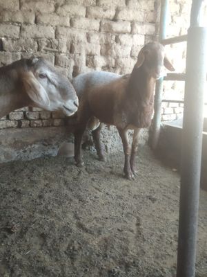 Qochqor qoy arashan zot