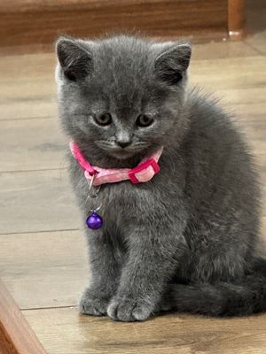 Кошка британский