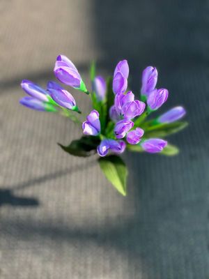 Цветы которые всегда радует