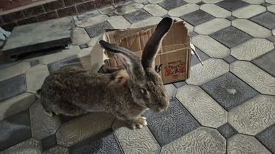 Продаётся домашние кролики породы фландир