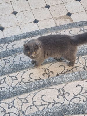 Vyazka kelin kerak