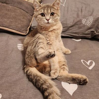 Zotli Mushuklar Tayyor Juftlap Qo'yilgan