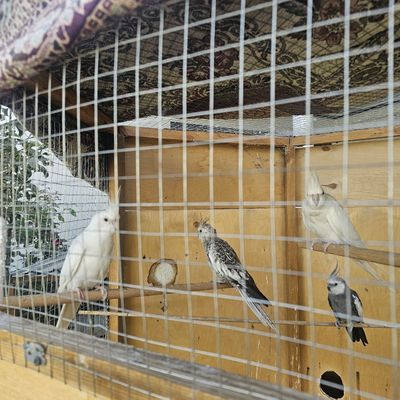 Продаются пары Корелл