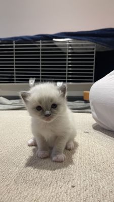 Британский кот