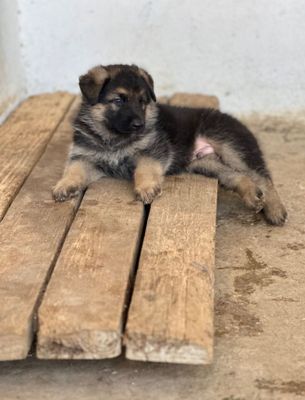 Продается щенок немецкой овчарки