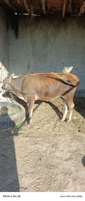 Gunojin sotiladi boʻyi uzun sogʻlom