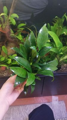 akvariumni rastenie