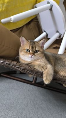 Продаётся Британская золотая Шиншилла чистокровная