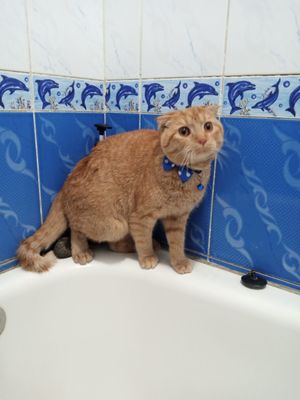 Mushuk bor erkak zoti scotch fold qoʻwtiriykonla yozsin