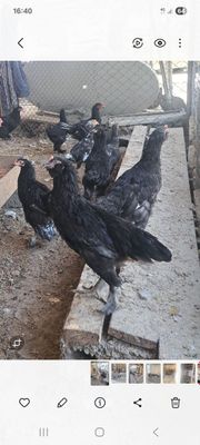 Ассалааму алайкум ва раҳматуллоҳи 5 ойлик жужалар сотилади