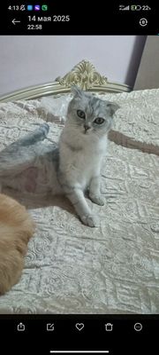Кошка продается шиншилла 1 год родила 1 раз