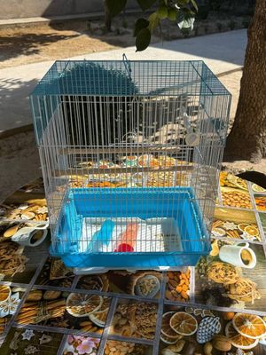 Птицы домики использование
