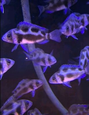 продам мальков Cyphotilapia Frontoza Black Widow