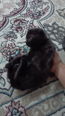 Веслоухая! котёнок 2,5 месяца