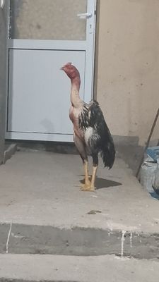 Xoroz sotlad 11 oyli