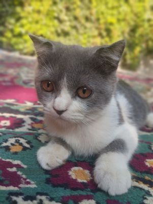 Британский кот 3-4 месяц ласковый. Мама шотландский, Папа британский.